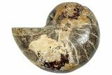 Cut & Polished Jurassic Nautilus Fossil (Half) - Madagascar #289983-1